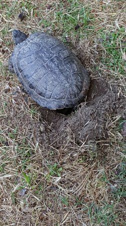 Parco WWF Centro Didattico Ronchi